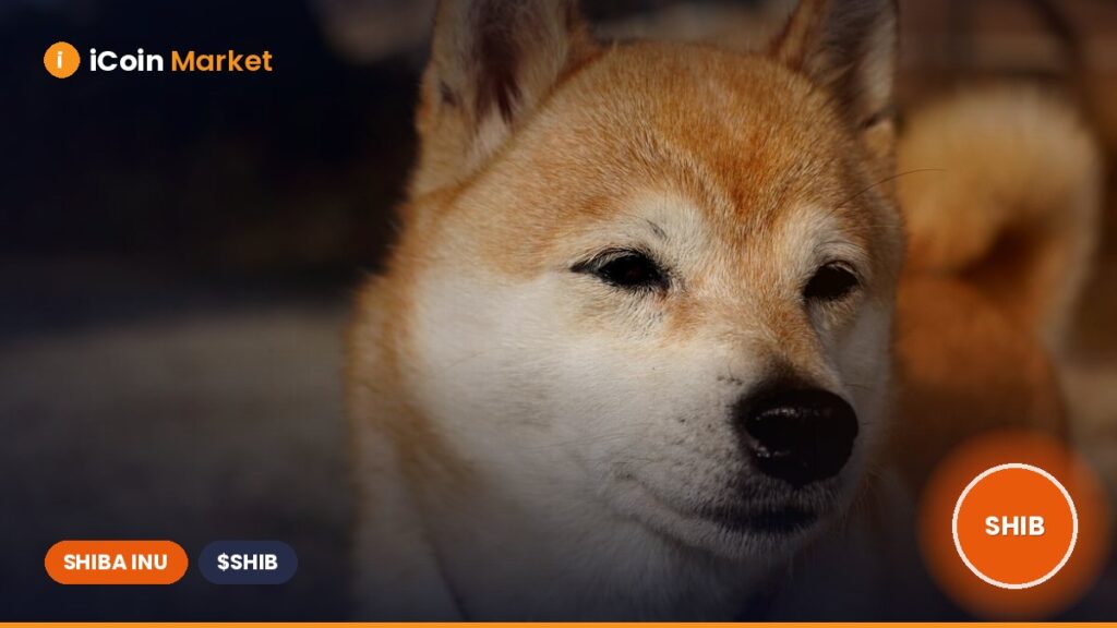Shiba Inu Provides Update on LEASH V2 Migration: Here’s What You Need to Know Shiba Inu Provides Update on LEASH V2 Migration: Hereβs What You Need to Know