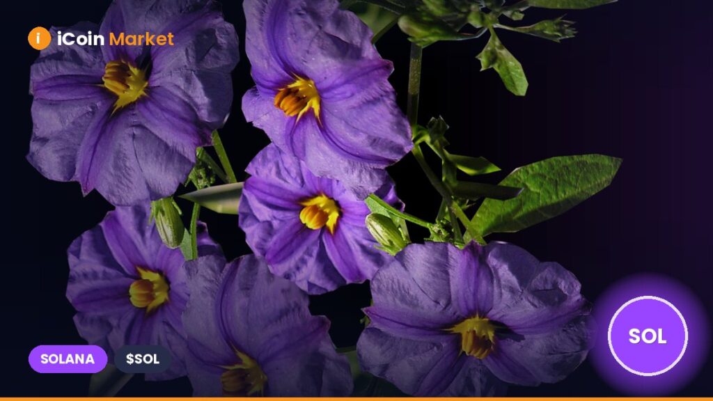 Solana Treasury Company DeFi Dev Corp Uses Yield Farming to Increase SOL Reserves Solana Treasury Company DeFi Dev Corp Uses Yield Farming to Increase SOL Reserves